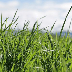 All Game Terrain  Green Tall Grass